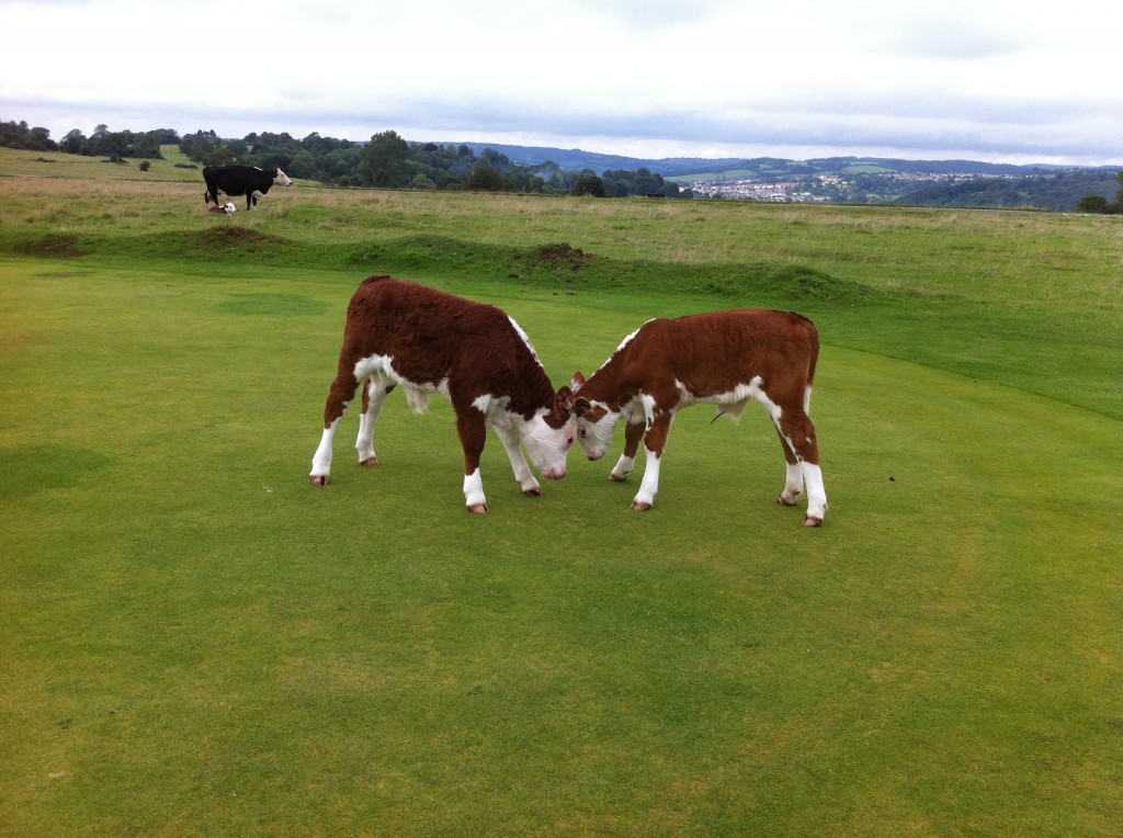 Baby calves playing on the Minchinhampton Common