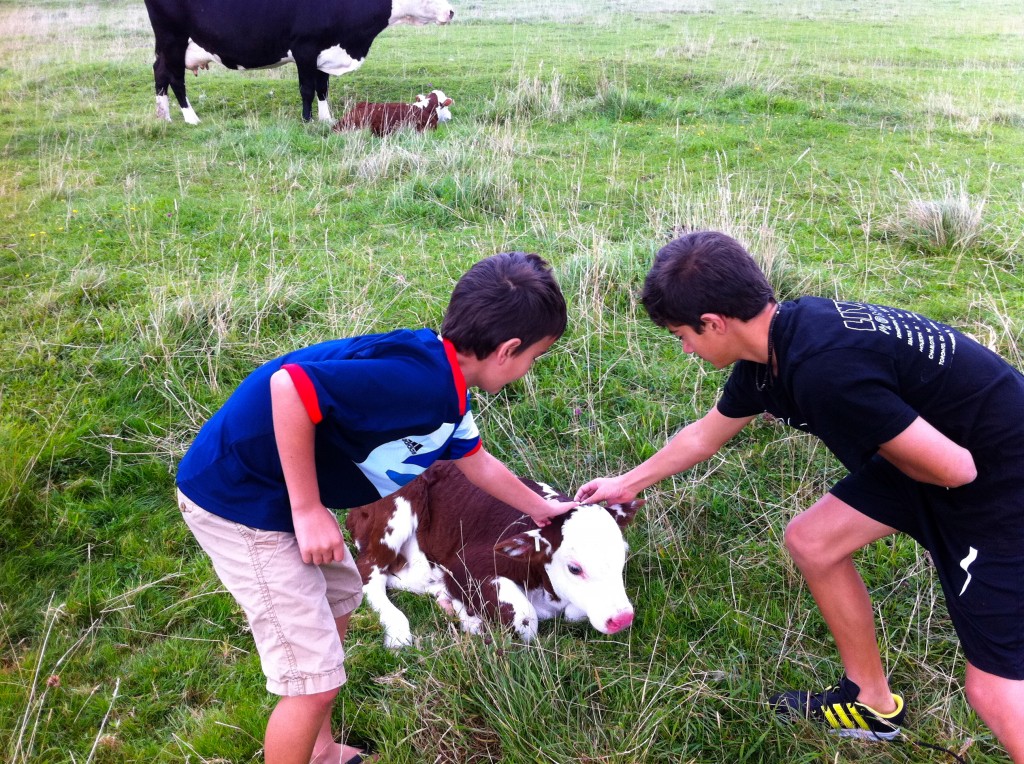 This little guy was so brave...or maybe too tired to run