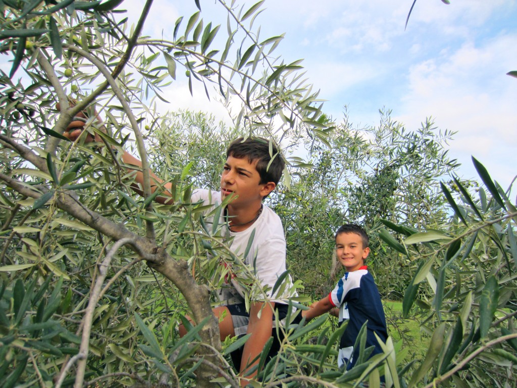up in the olive trees